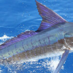 U.S. Looks Beyond Scapegoats to Secure Striped Marlin Conservation