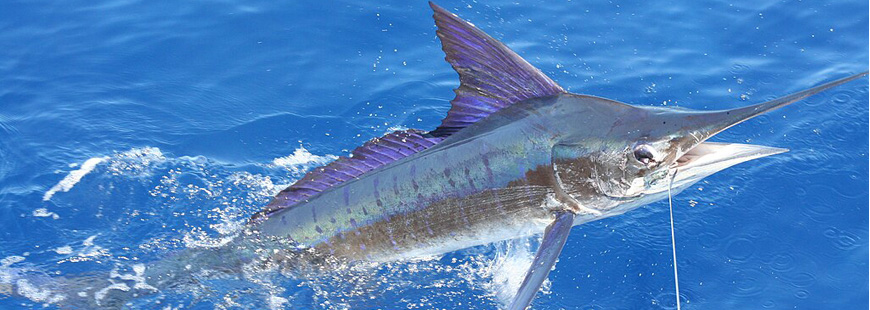 Striped Marlin