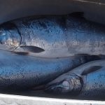 Chain Reaction: How Far Will Our Fisheries Fall?